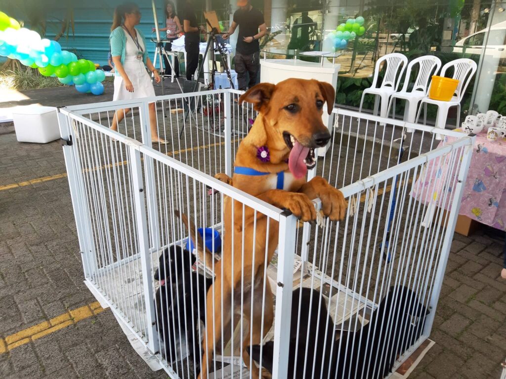 feira adoção cachorro