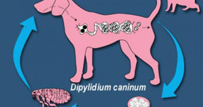 ciclo dipilidium