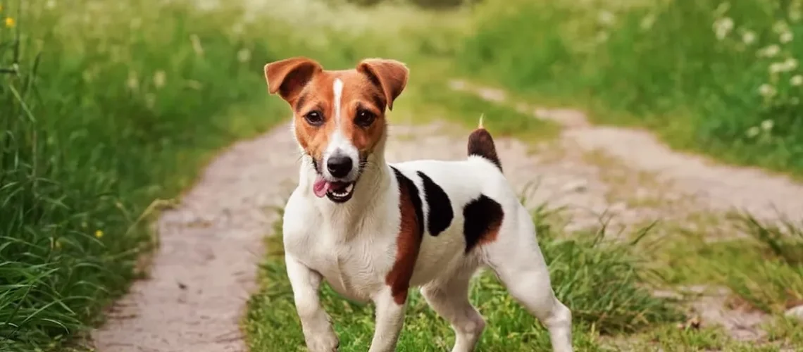 jack-russell-terrier-1